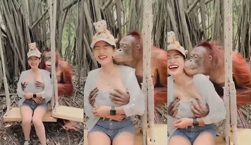 泰國動物園的紅毛猩猩擅長搞笑互動，逗得正妹女遊客笑到花枝亂顫。（圖／取自YouTube）