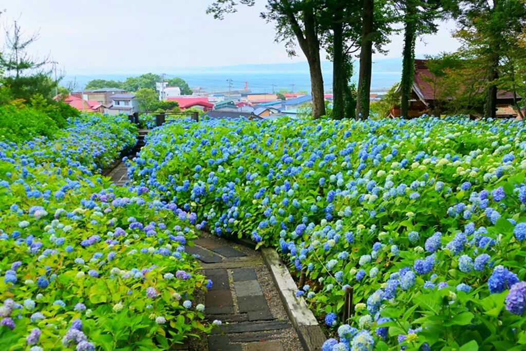 「雲昌寺藍」由3種藍色交織而成，是秋田初夏必拍美景。　圖：写真AC／來源