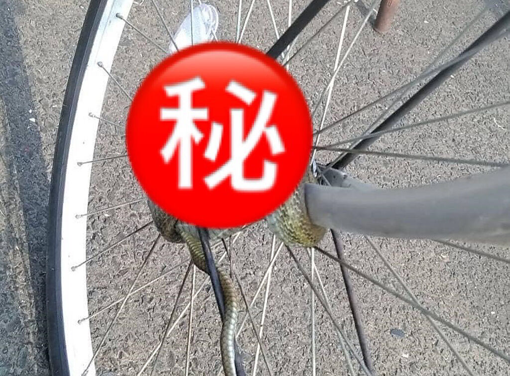一名網友牽腳踏車的時候，發現有一條蛇纏繞在前輪。（翻攝自臉書社團《爆廢公社二館》》）