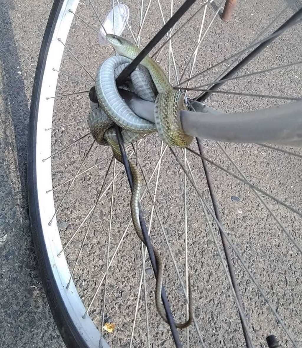 黑眉錦蛇纏繞在腳踏車的前輪與輻條上，讓網友不曉得該如何是好。（翻攝自臉書社團《爆廢公社二館》》）