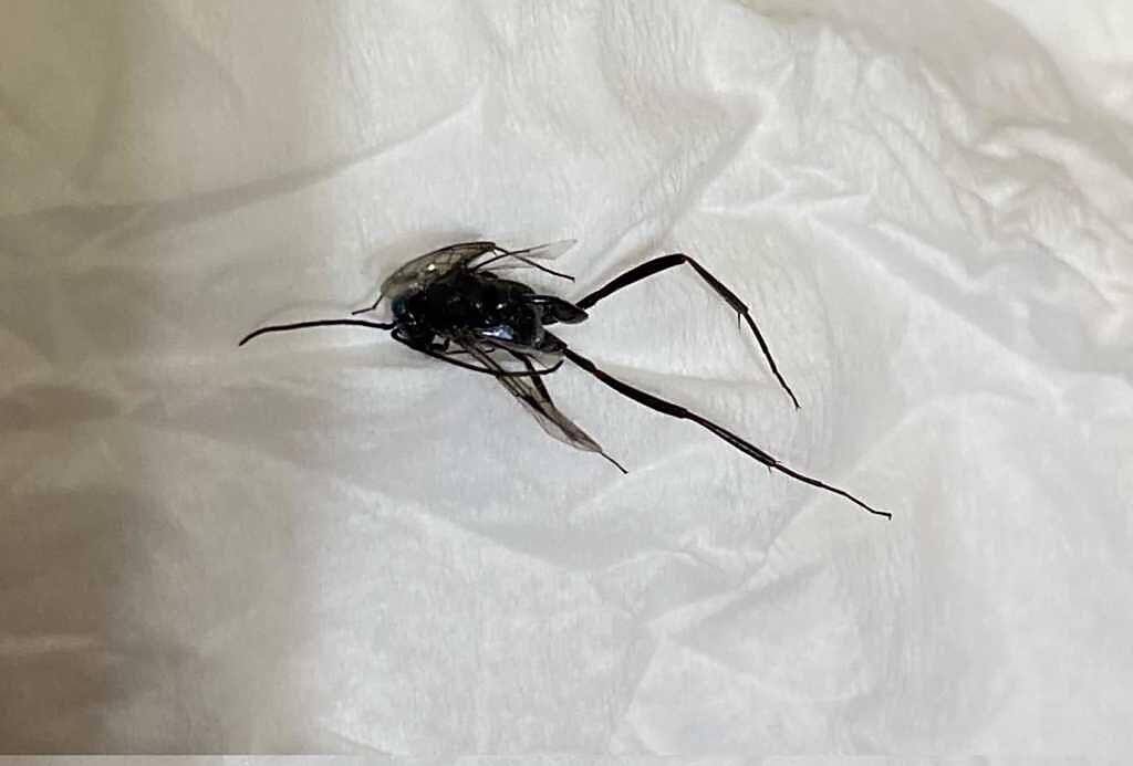 網友表示近期打掃都會發現數隻黑色怪蟲，且彈跳速度很快。（翻攝自爆系知識家）