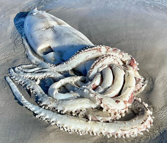 3.5公尺「深海巨魷」躺岸邊 吸盤長滿利齒 網全嚇傻
