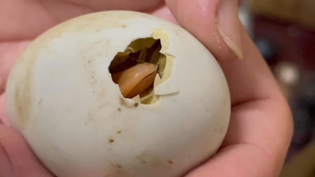 有民眾買鴨仔蛋回家卻不敢吃，15天過後竟孵出小鴨。（翻攝自爆廢公社公開版FB）