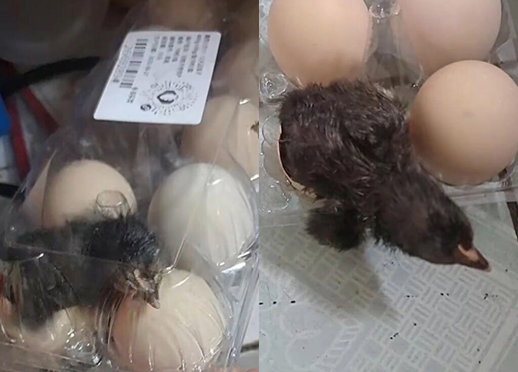大陸男子網購一盒雞蛋擺在家中廚房，後來卻忘了雞蛋存在，15天後竟然孵出了小雞。（翻攝自微博）