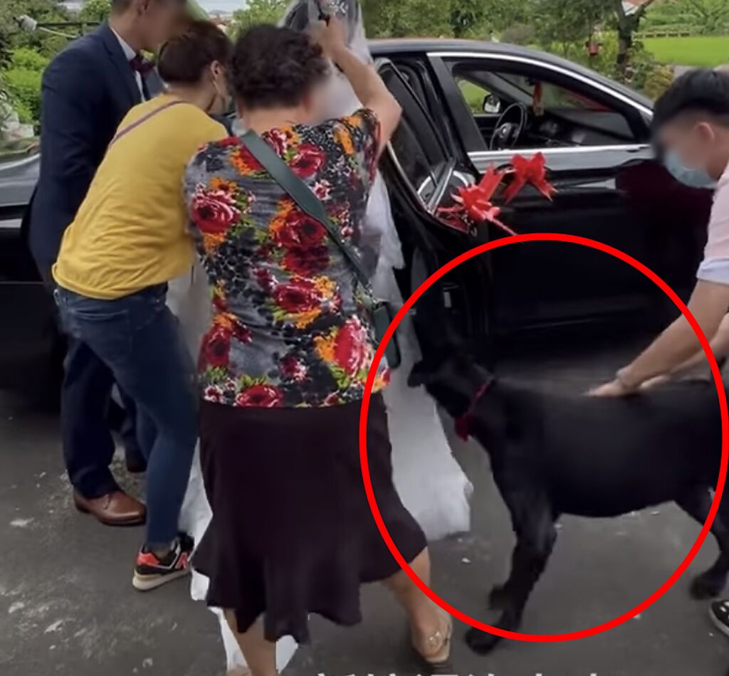 一名女網友的狗狗亂入衝上新娘的迎娶車，讓眾人哭笑不得。（翻攝自臉書《爆廢公社公開版》）