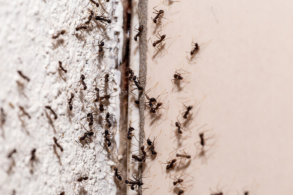 靈異專家分享11種方法判斷家中是否有鬼，螞蟻大軍入侵家中恐是徵兆。（圖／shutterstock）