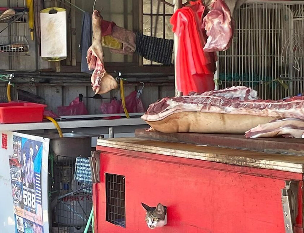男子拍下路邊攤照片，在貼文寫著「掛貓頭賣豬肉」，立刻引起網友一陣搜尋。（翻攝自臉書路上觀察學院）