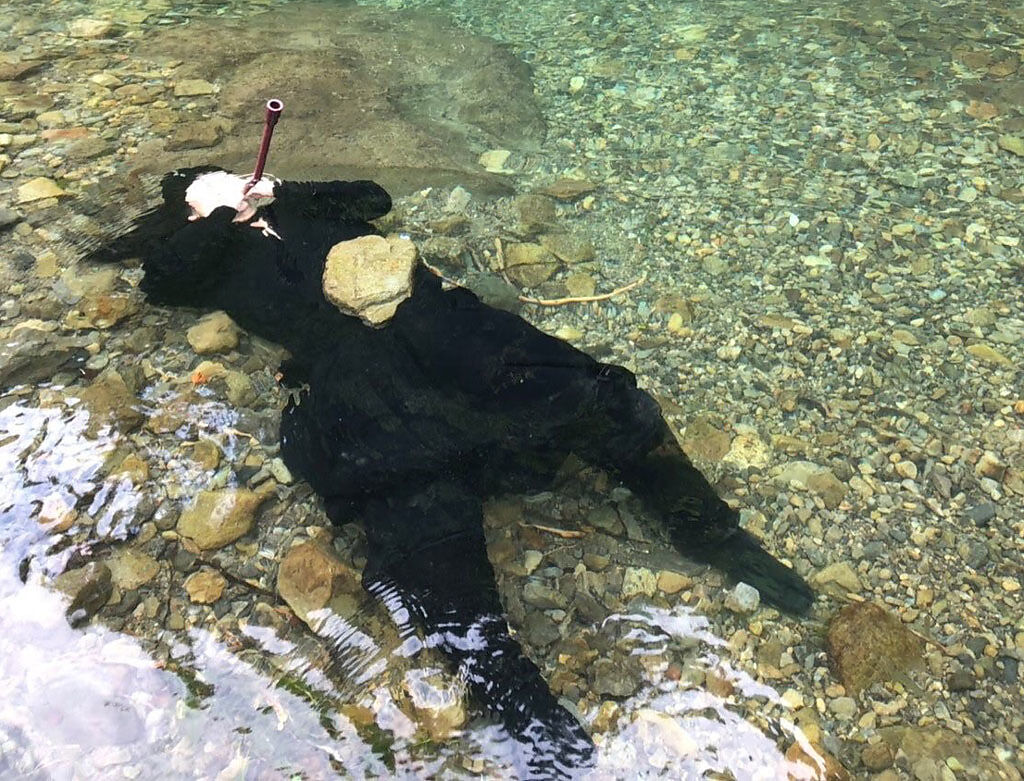 日本現役忍者在水面下施展「水遁之術」，巧妙利用忍術來為自己消暑。（圖片翻攝自推特/@3618Tekubi）