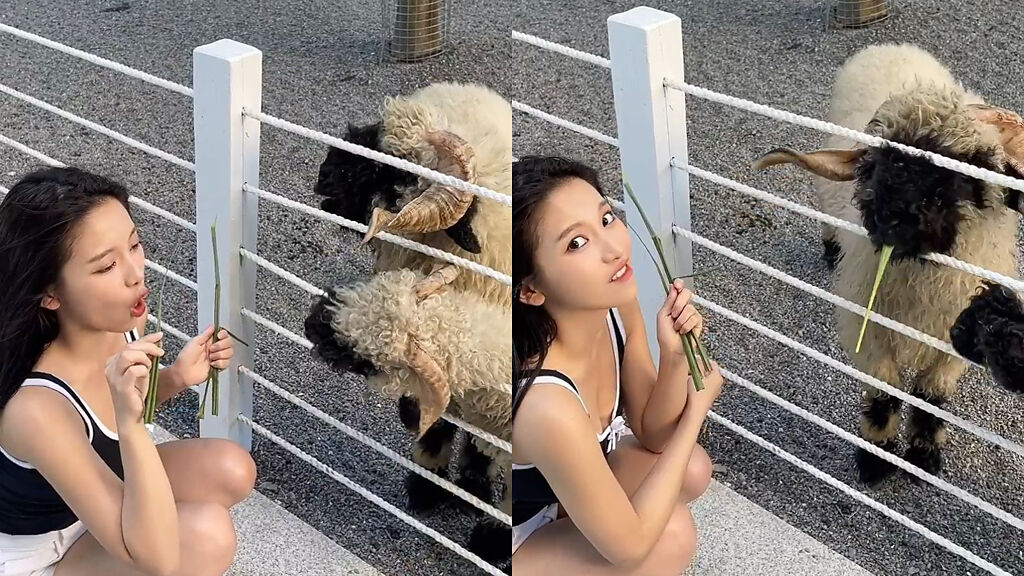蔡瑞雪釋出5秒口技片，模仿羊吃草的樣子非常傳神。(圖/蔡瑞雪 IG)