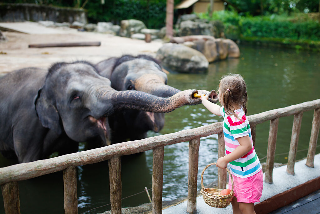 大陸遊客在參觀動物園時，鞋子不慎掉進圍欄內，大象竟主動將鞋撿起歸還，靈性反應讓不少人驚呼。(示意圖/達志影像)