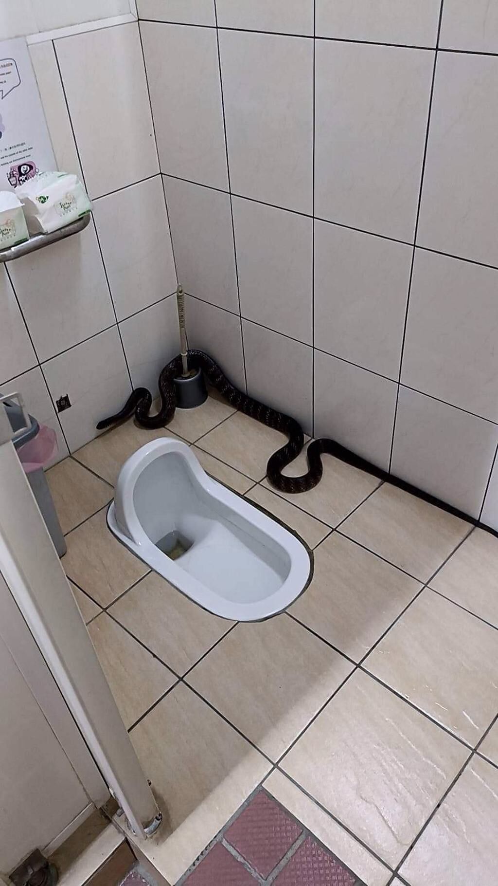 原PO上廁所時驚見一條又粗又大的蛇，上網詢問究竟該如何處理。（圖／取自爆料公社）