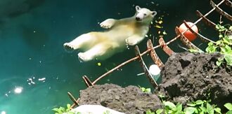 北極熊跳水玩「仰式漂漂河」 網看姿勢笑翻：浮力熊