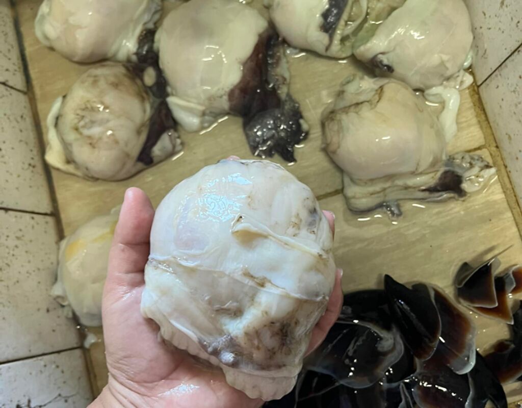 台灣一名網友近日在菜市場，買到9顆壘球大小的「龍珠」，驚人尺寸讓不少人直呼開眼界。(圖翻攝自臉書/家常菜)