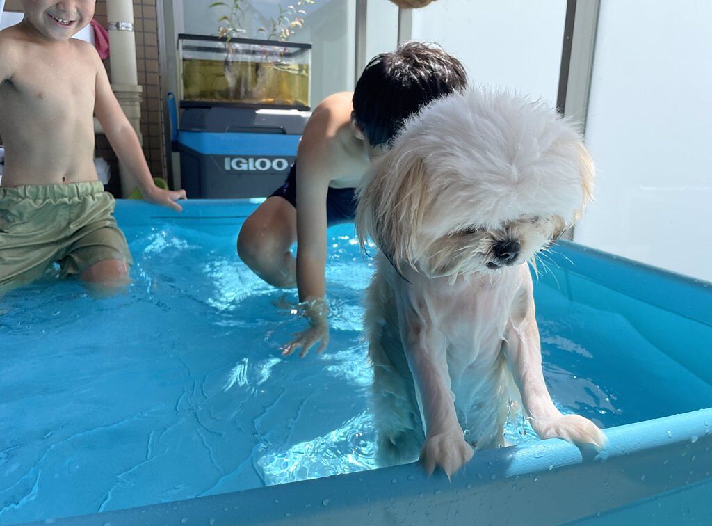 日本網友分享孩子們和愛犬玩水的照片，只見牠疲憊地扶在水池邊，露出一副生無可戀的表情，讓大家全笑翻。(圖/翻攝自推特/@mikandaisukisu)