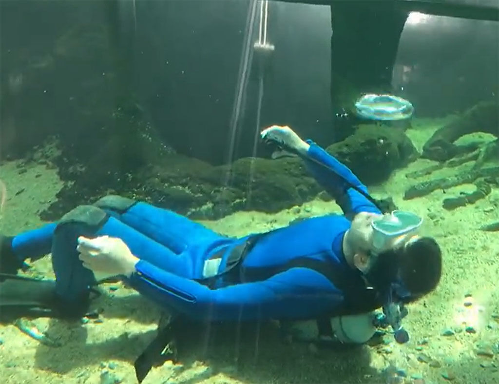 日本一間水族館因為館內沒有飼養人氣海洋生物，竟找來真人到水族箱內，模仿白鯨吐泡泡。（圖片翻攝自推特）