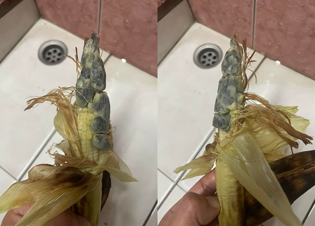 男子剝開玉米筍，看到一顆一顆「灰白色腫瘤物」求問「能吃嗎？」，網友表示這是「墨西哥松露」。（翻攝自臉書爆廢公社二館）