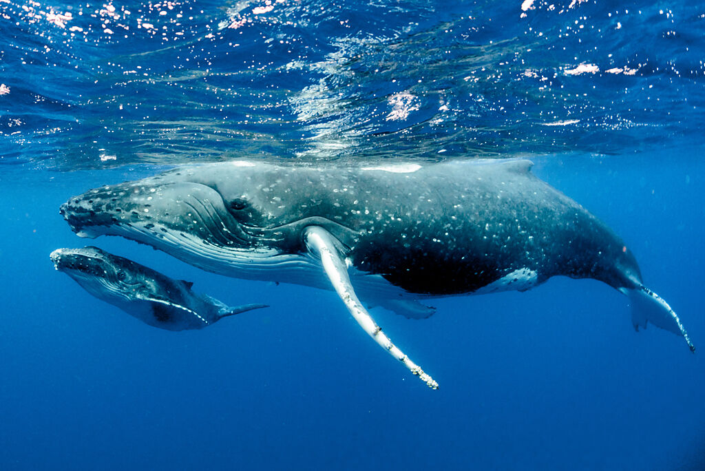 5隻雄鯨狂追座頭鯨母子，為了爭取交配的機會，讓鯨魚母子非常崩潰，最終海豚群跳出來英雄救美。(示意圖/達志影像)