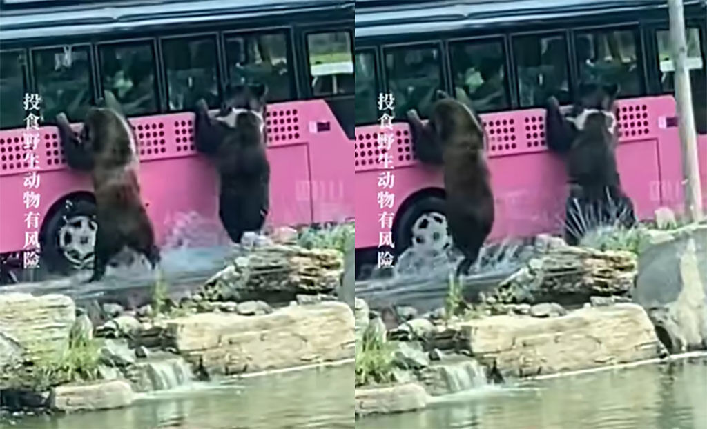 北京動物園內的貪吃棕熊，使出凌波微步，追著遊園巴士討食，畫面相當滑稽。（圖／翻攝自微博）