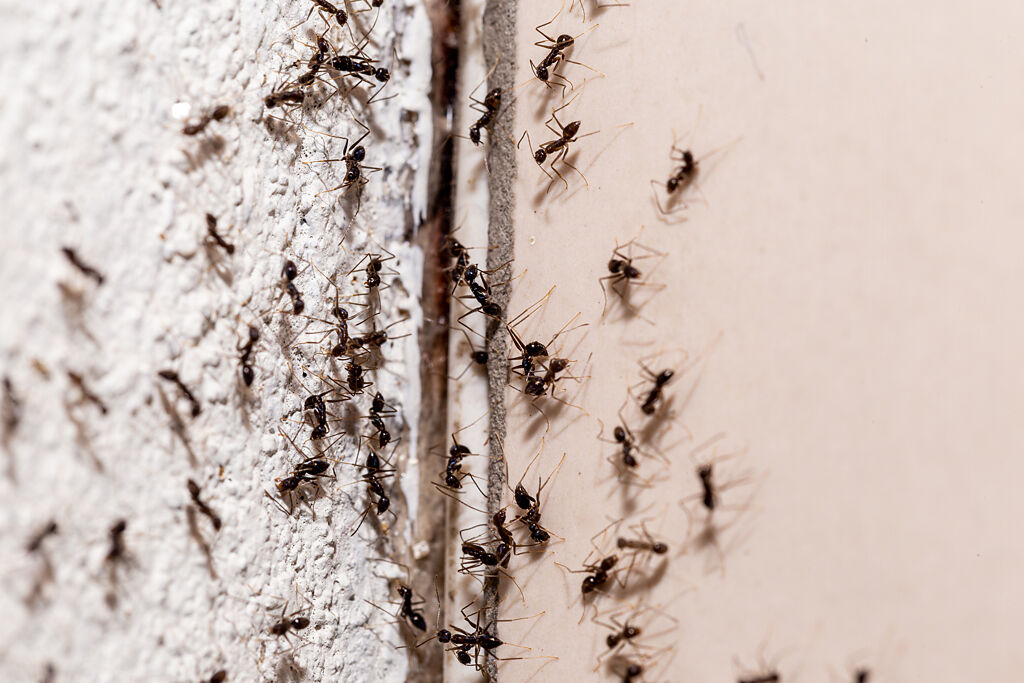 大陸一名女子近日發現，電腦螢幕裡竟出現一堆螞蟻，儘管電腦還可以使用，但畫面讓她看了頭皮發麻。(示意圖/達志影像)