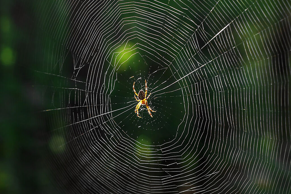 日本網友騎腳踏車外出時，在小巷口看見一片超巨大的蜘蛛網。(示意圖/達志影像)