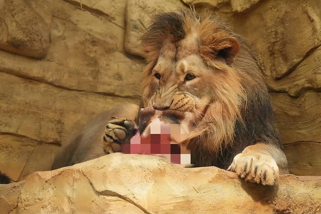 奧斯特拉瓦動物園分享獅子吃長頸鹿屍塊照，在網路上引發討論。(圖翻攝自臉書/Zoo Ostrava - oficiální stránky)