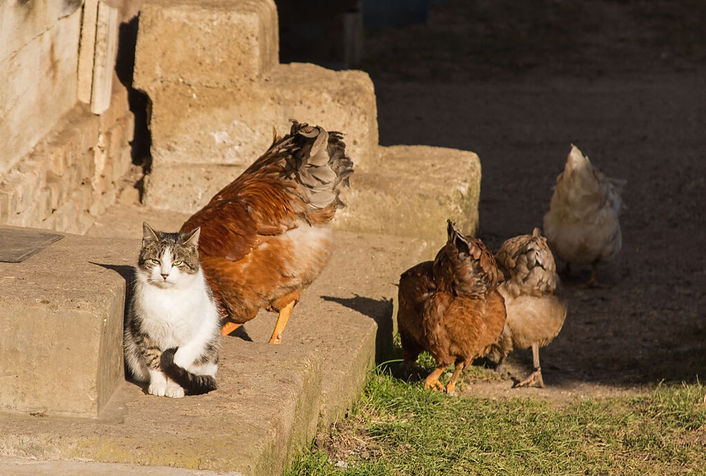 大陸一名飼主發現，自家飼養的母雞竟在照顧幼貓，甚至還會找蟲子餵牠吃。(示意圖/達志影像)