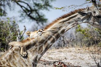 動物園出現殘酷獵殺？獅子啃長頸鹿屍塊 照片惹爭議