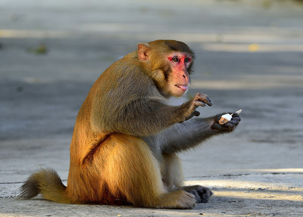 大陸浙江一間寺廟飼養了一隻獨臂猴，牠禮貌溫和的行為在網路上爆紅。(示意圖/達志影像)