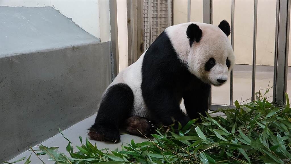 台北市立動物園大貓熊「團團」病情不太樂觀，獸醫師鄭秋虹坦言，病情確有惡化，近期將安排第2次MRI（核磁共振）檢查。（張芷瑜攝）
