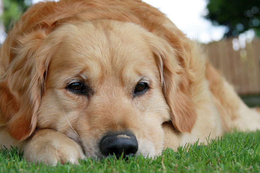 大陸一隻黃金獵犬會幫忙飼主顧菜攤，但工作似乎太累了，牠露出生無可戀的表情，讓客人全笑翻。(示意圖/達志影像)