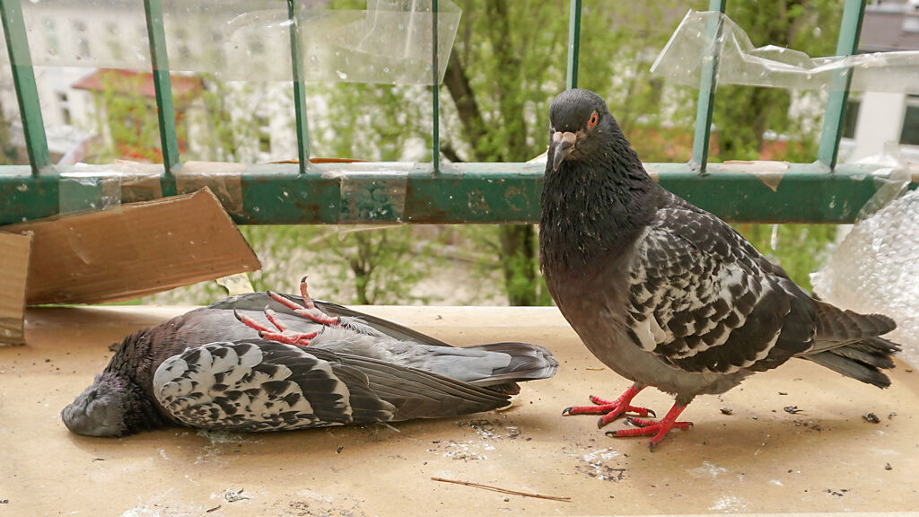 英國出現染病的「殭屍鴿子」，頭部詭異扭轉，而且無法站立與飛行。(示意圖/達志影像)