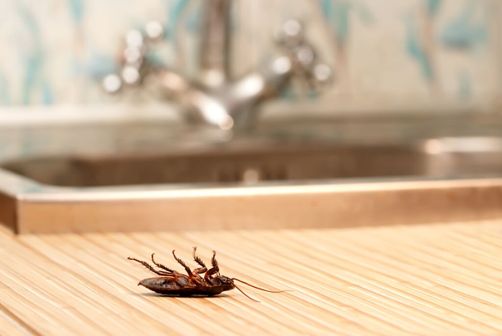 大批蟑螂「從水溝竄出」，嚇壞用餐顧客。（示意圖／Shutterstock）