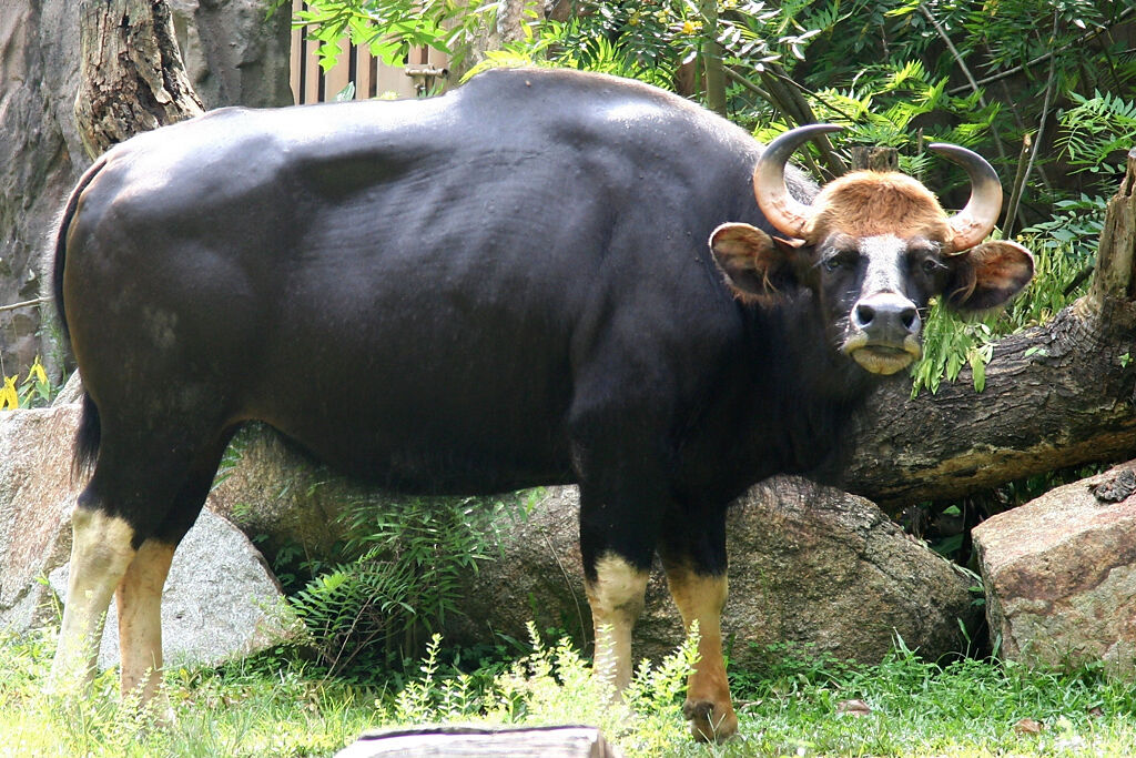 大陸雲南一處村莊出現巨型野牛，肩高2.3公尺、重達1.5公噸，模樣看起來非常驚人。(示意圖/達志影像)