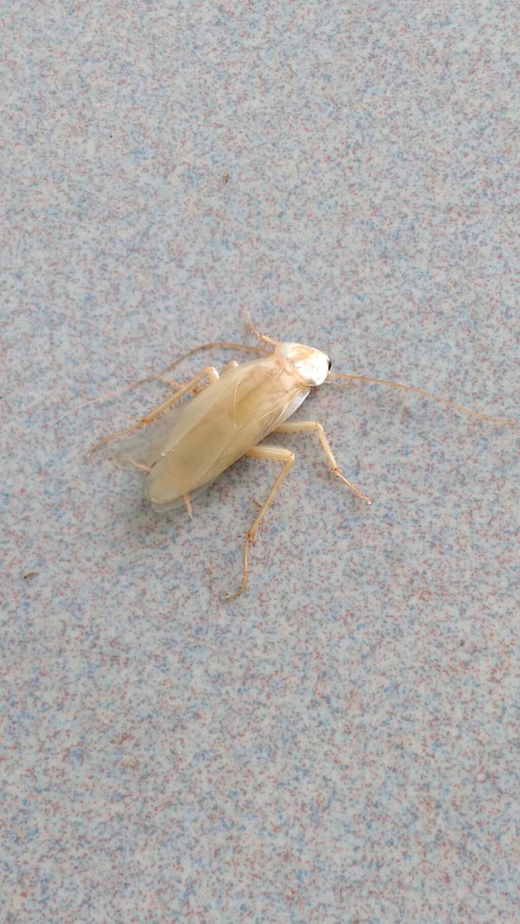 許多網友認為白色的蟑螂比較不讓人感到害怕。(圖/翻攝自爆廢公社公開版)