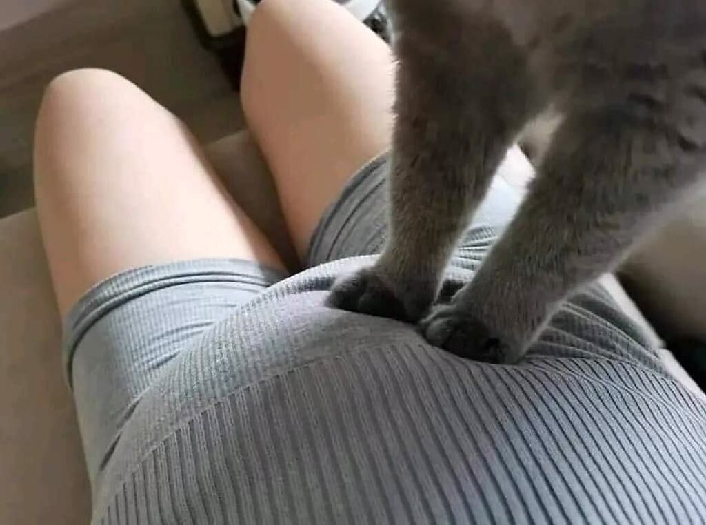 男網友分享自家照片，表示妻子懷孕時貓咪很喜歡在大肚上踏踏。(圖／爆廢公社公開版)
