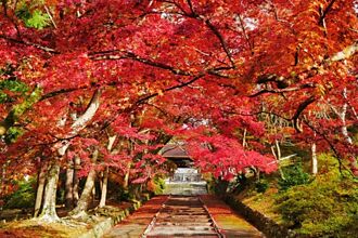 京都秘境紅葉！毘沙門堂紅葉階梯11月下旬火紅登場