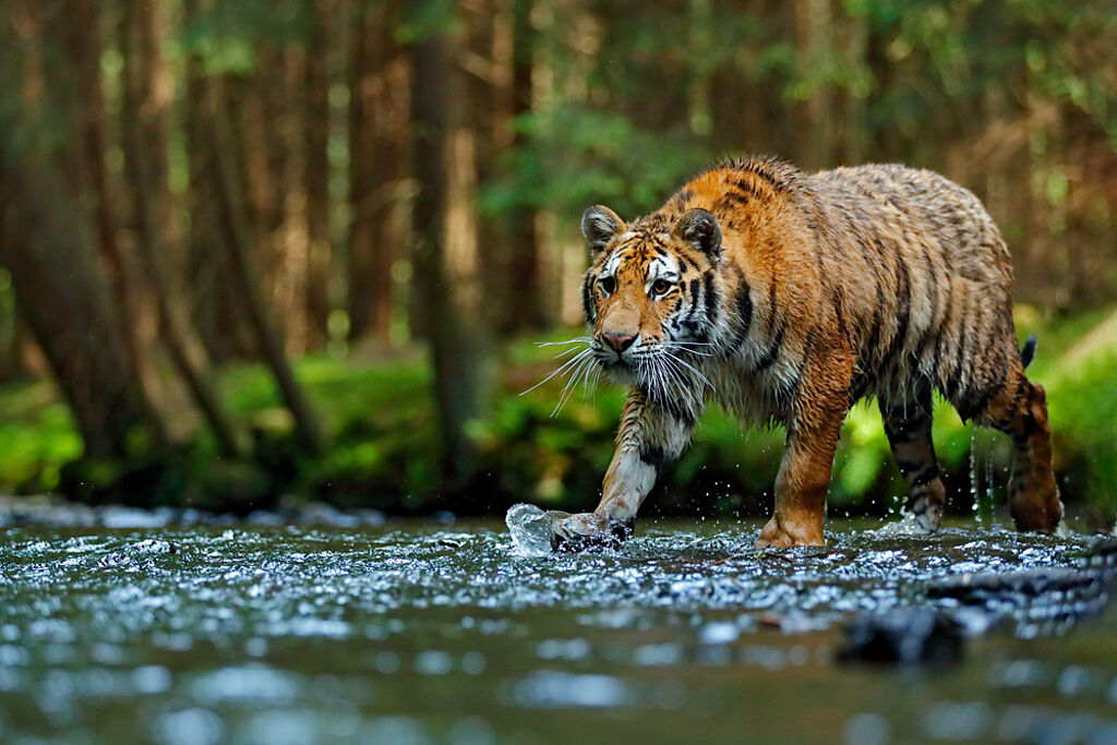 老虎為世界上體型最大的貓科動物，同時也是最強悍的捕食者。(圖／shutterstock)