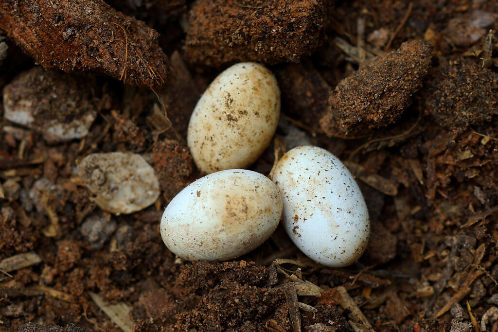 大陸女子在住家牆角發現一堆「白蘑菇」，細看才驚覺竟是蛇蛋。(示意圖/達志影像)