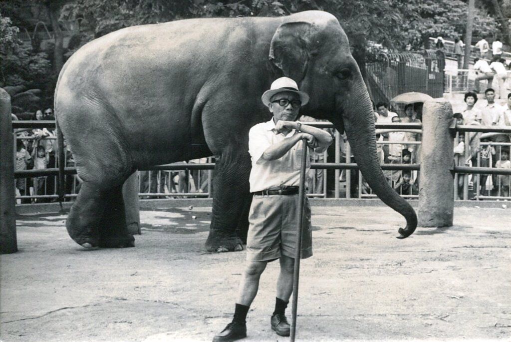 從圓山動物園時期，大象林旺、馬蘭就是明星動物。圖為當時的園主任蔡清枝與馬蘭。（圖/ 本報系資料照）