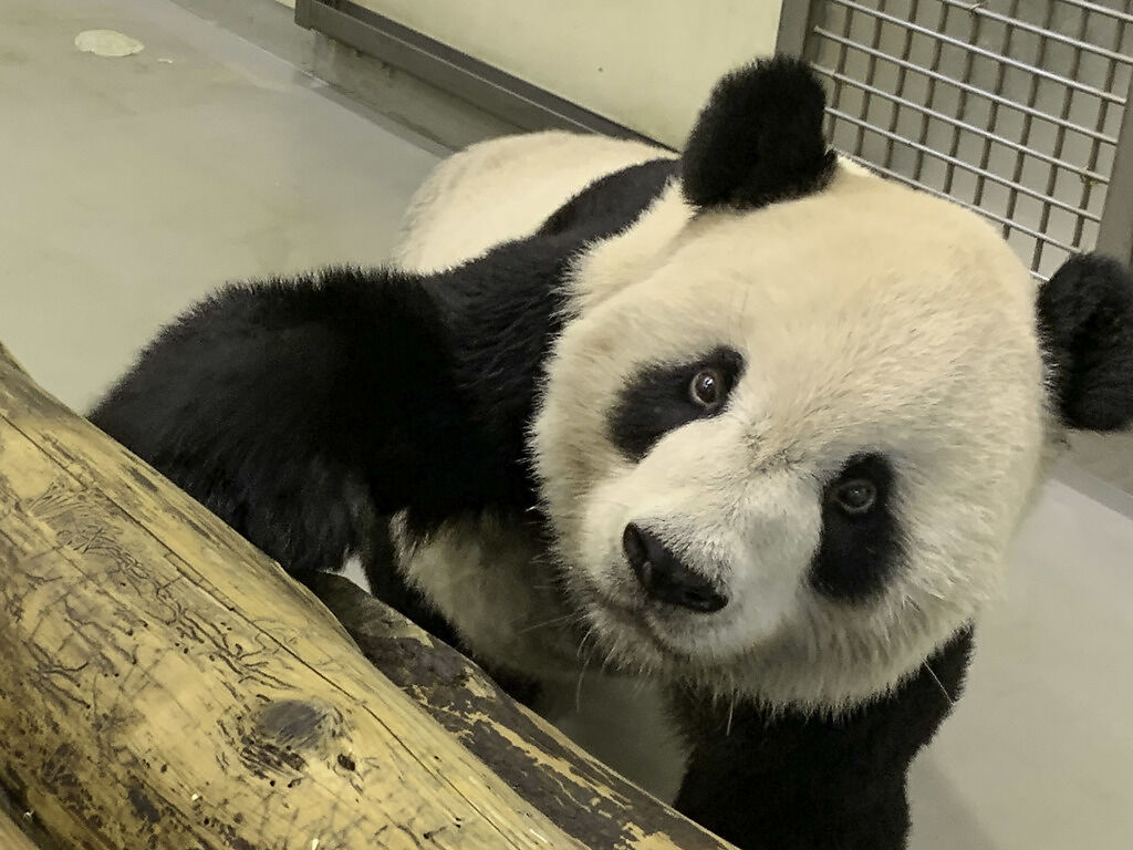 大貓熊「團團」、「圓圓」是中國大陸在2018年時贈送給台灣的保育類動物。（圖/ 本報系資料照）