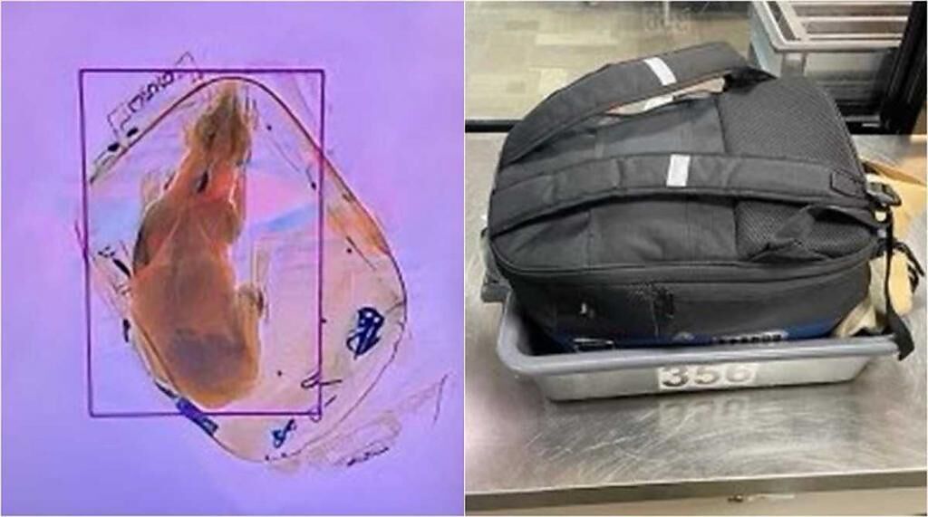 機場工作人員看到X光機中有狗也嚇到。（圖／翻攝自推特）