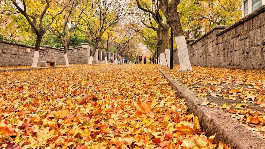 八大關秋天滿地的楓葉美景，吸引著往來人群駐足停留。（圖／金津提供）