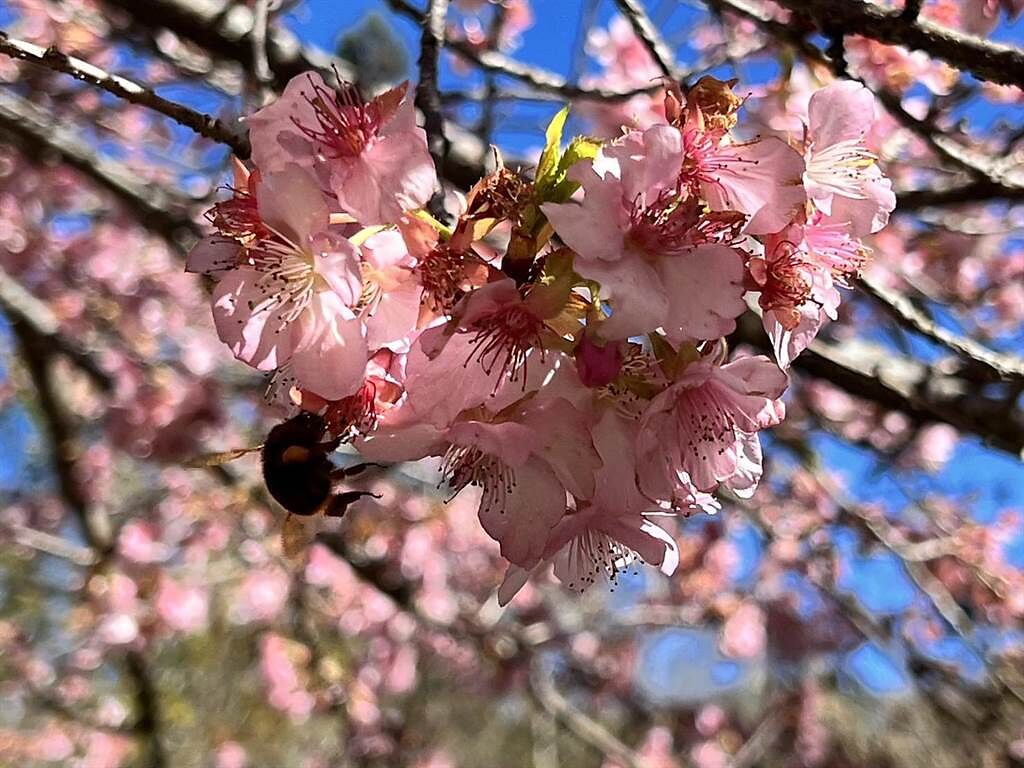 武陵農場早櫻品種河津櫻粉粉嫩嫩非常浪漫與美麗，吸引內行遊客前往賞櫻與走春。（武陵農場提供）