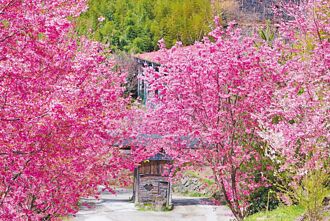 2月櫻花祭到司馬庫斯1月9日開放申請