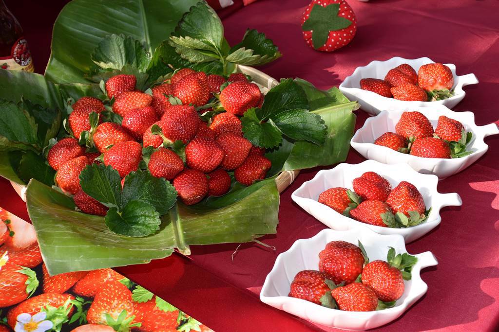 苗栗縣大湖鄉草莓是苗栗縣最具代表性的農產水果之一。（圖/謝明俊攝）