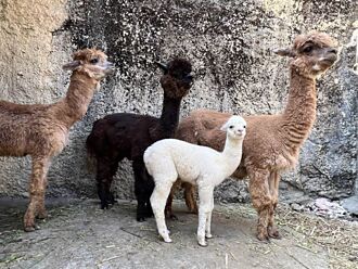 羊駝們在這  壽山動物園可預購門票見31隻寶