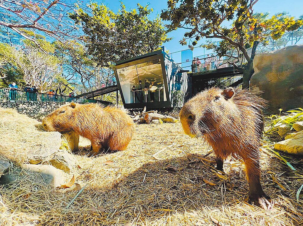 高雄壽山動物園歷經1年多改建後重新開園，獲得遊客好評。（高市觀光局提供／柯宗緯高雄傳真）
