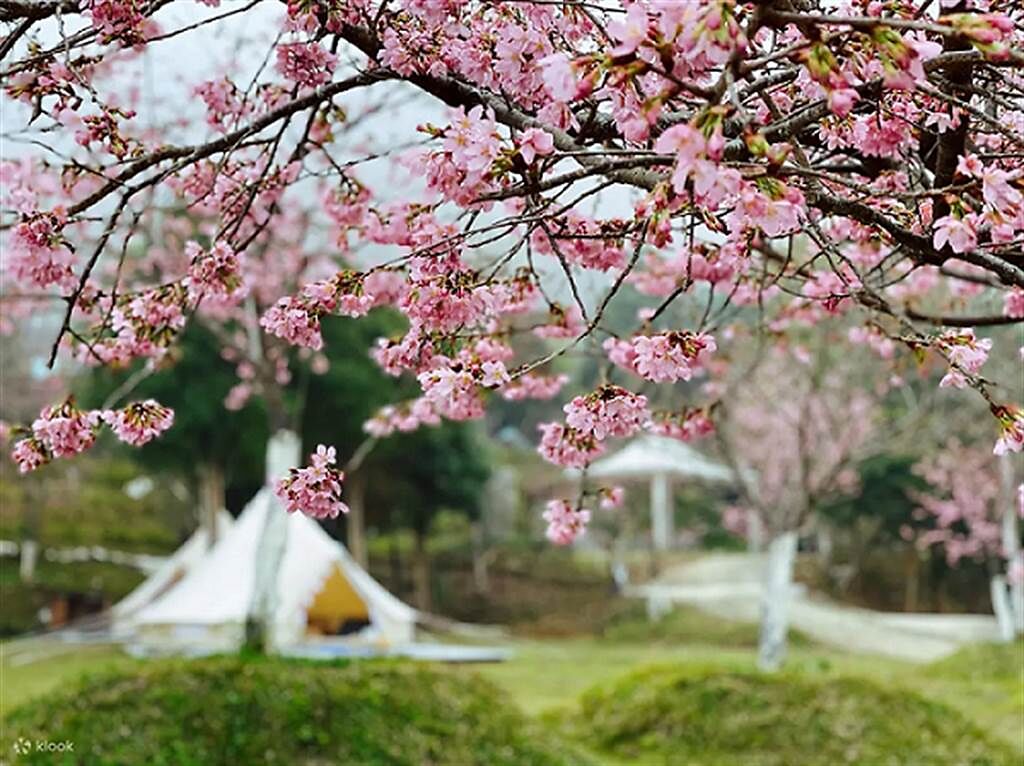 新竹五峰愛上喜翁豪華露營區，園區內種有上萬棵櫻花樹，讓人彷彿置身夢幻粉紅秘境。(Klook提供)