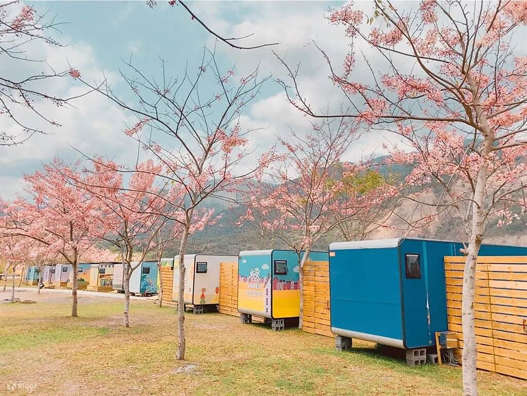 高雄遠山望月溫泉風呂露營區，種植了近千棵被譽為泰國櫻花的花旗木，可在半露天湯屋邊泡湯邊賞櫻。(Klook提供)