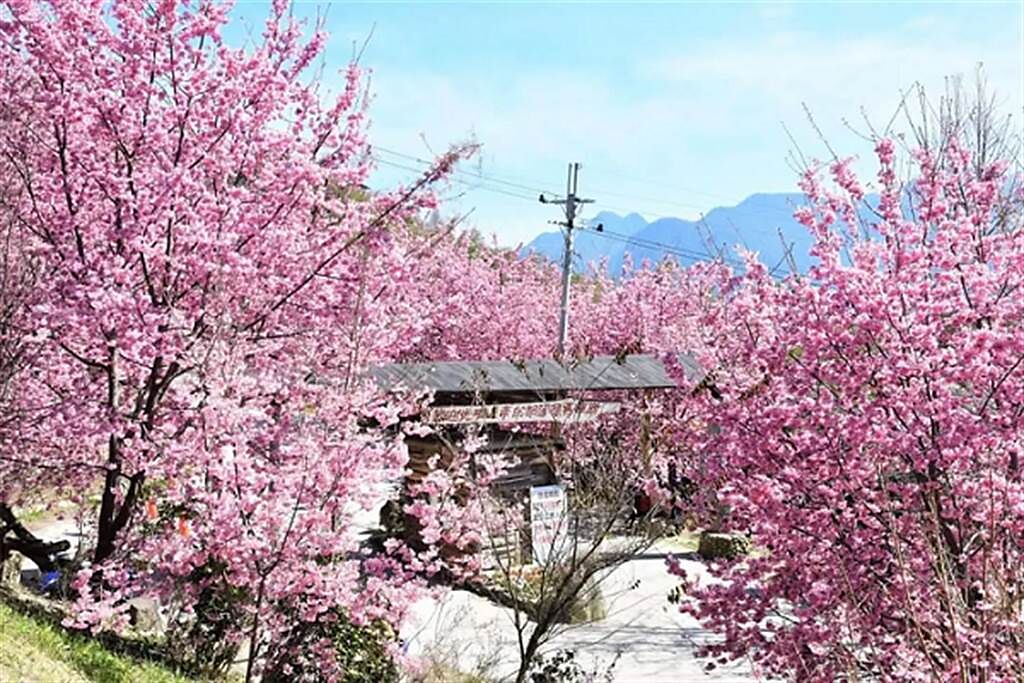 「上帝的部落」司馬庫斯除了擁有壯麗的神木群步道，粉紅色的櫻花隧道也在近年爆紅。(Klook提供)